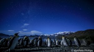 King penguins at midnight